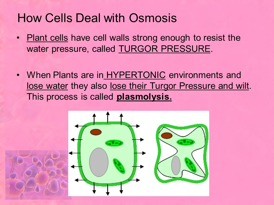 How Cells Deal with Osmosis