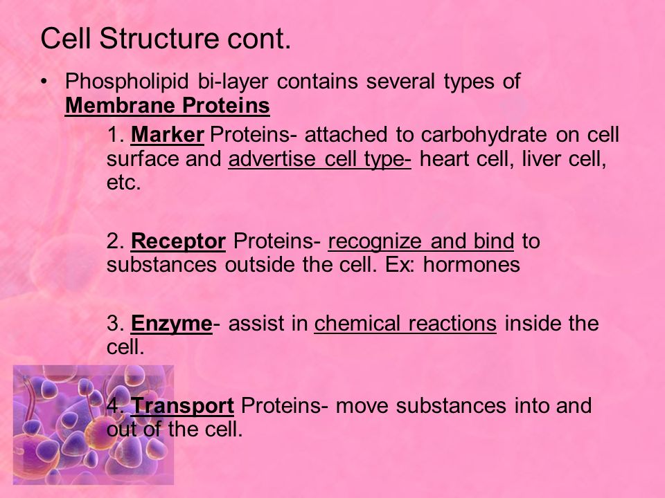 Cell Structure cont. Phospholipid bi-layer contains several types of Membrane Proteins.