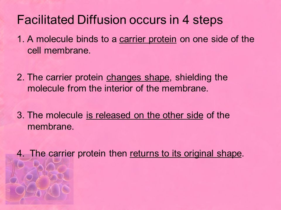 Facilitated Diffusion occurs in 4 steps
