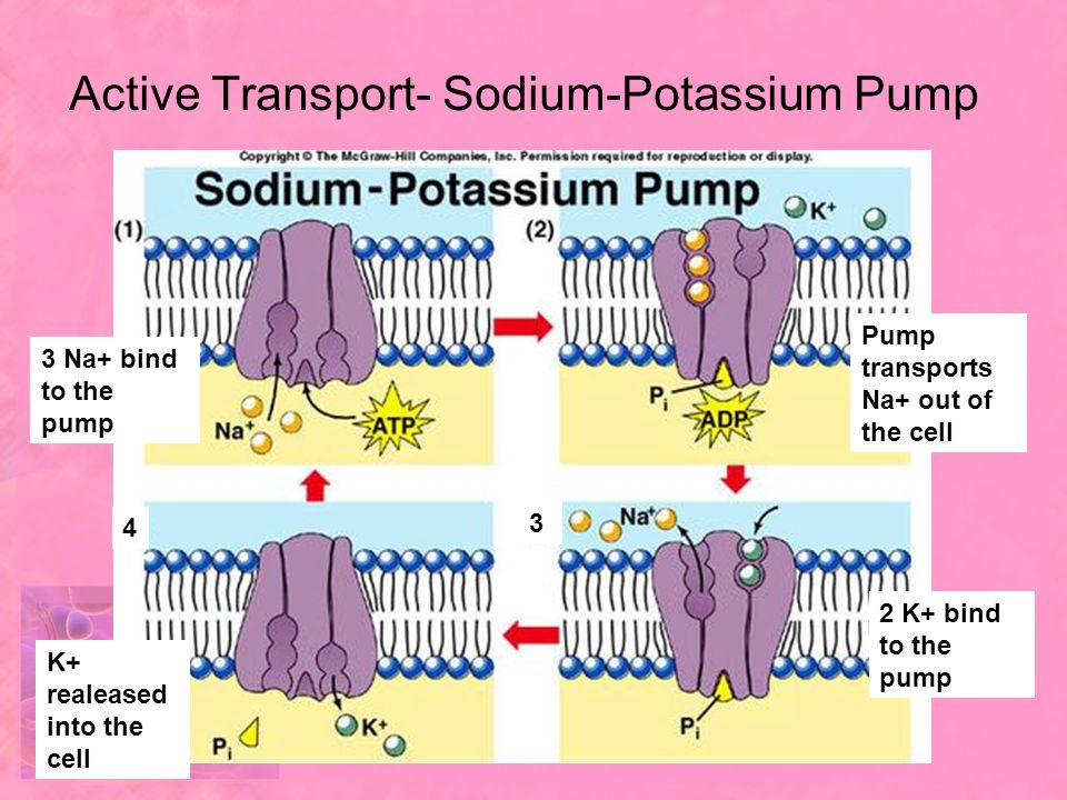 Active Transport- Sodium-Potassium Pump