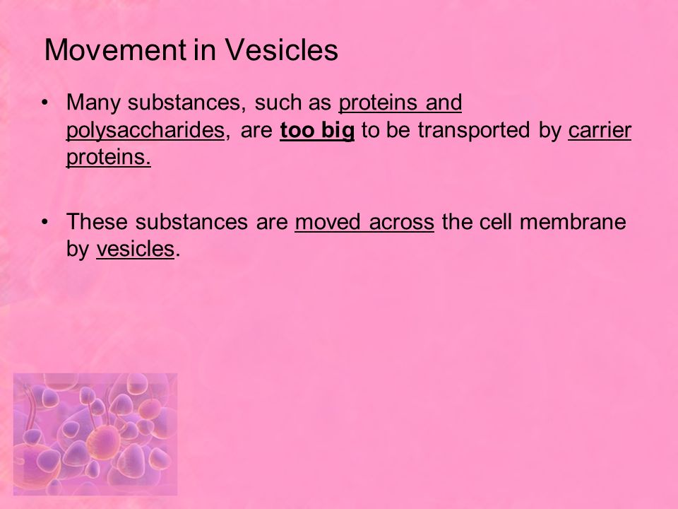 Movement in Vesicles Many substances, such as proteins and polysaccharides, are too big to be transported by carrier proteins.