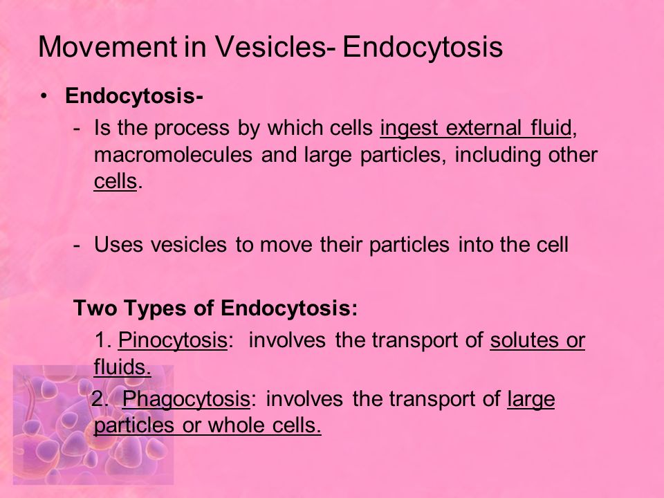 Movement in Vesicles- Endocytosis