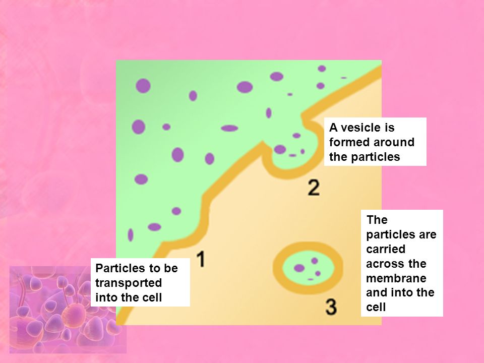 A vesicle is formed around the particles