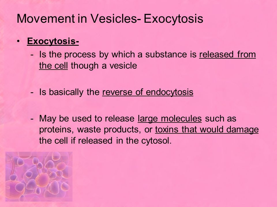 Movement in Vesicles- Exocytosis