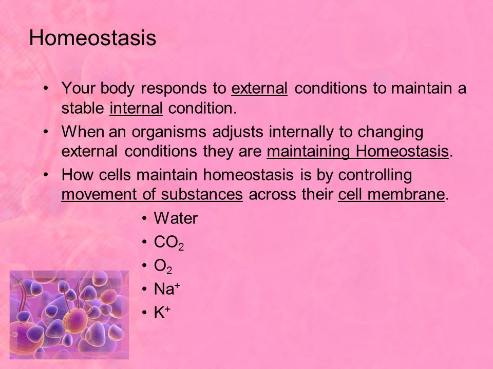 Homeostasis Your body responds to external conditions to maintain a stable internal condition.