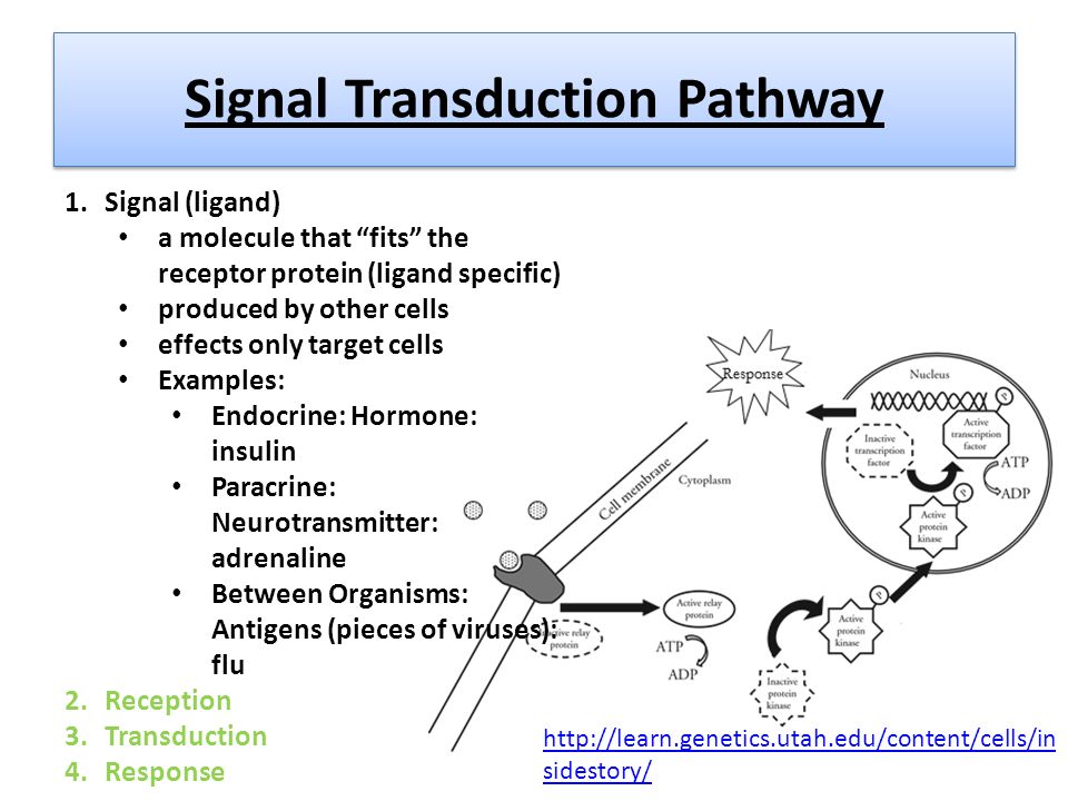Signal transduction pathways worksheet