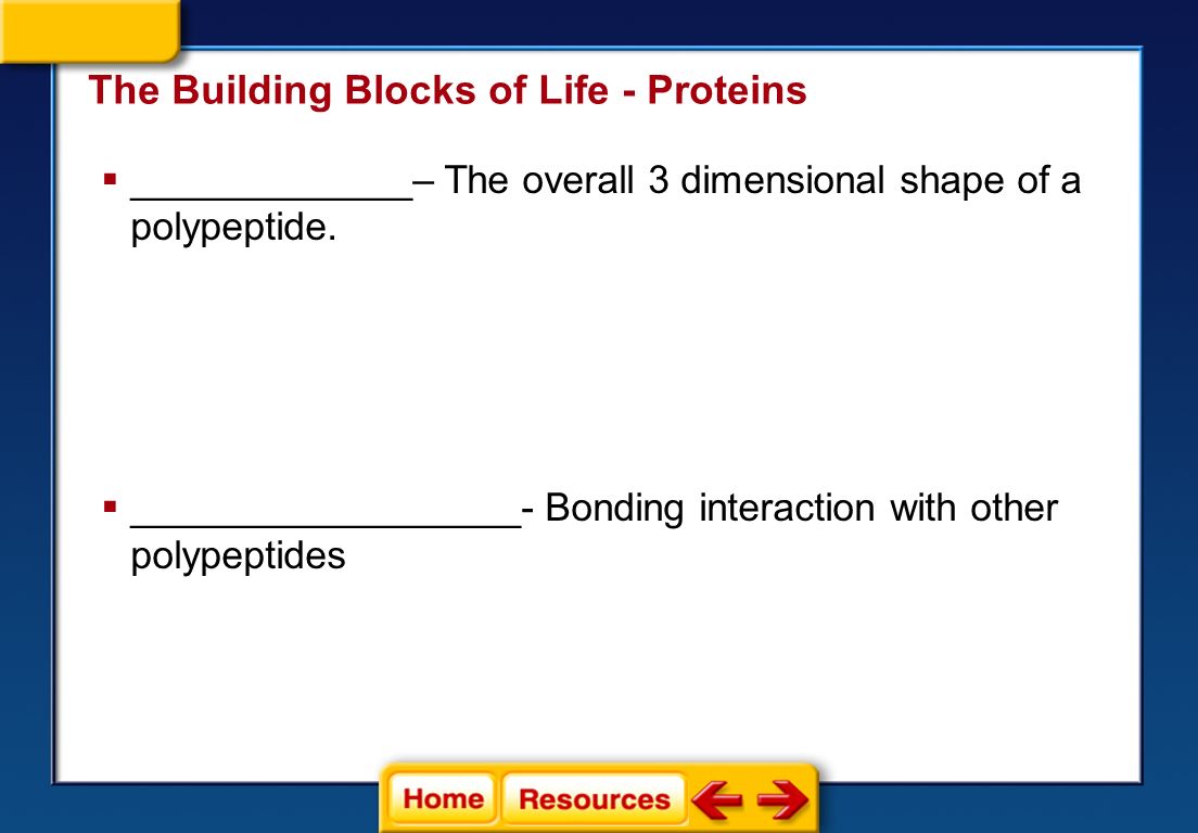 The Building Blocks of Life - Proteins