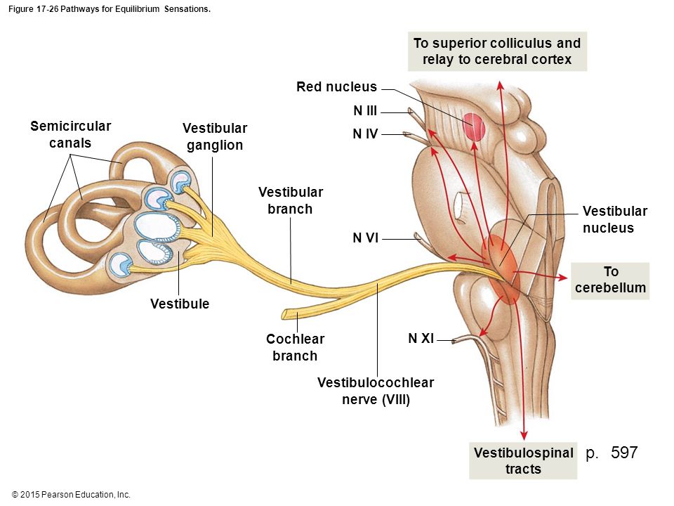 Строение вестибулярного нерва. Преддверно-улитковый нерв структуры. Преддверно-улитковый нерв схема. Преддверно-улитковый нерв анатомия. Преддверно-улитковый нерв анатомия схема.