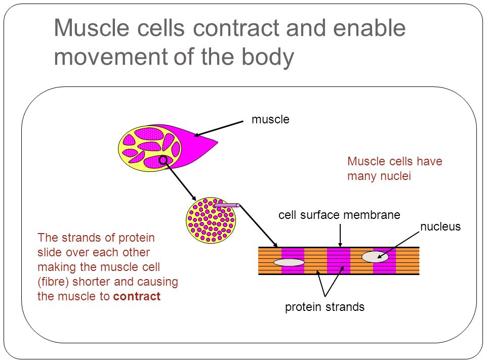 Muscle cells contract and enable movement of the body