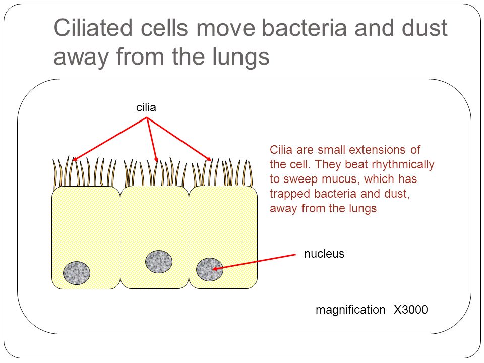 Ciliated cells move bacteria and dust away from the lungs