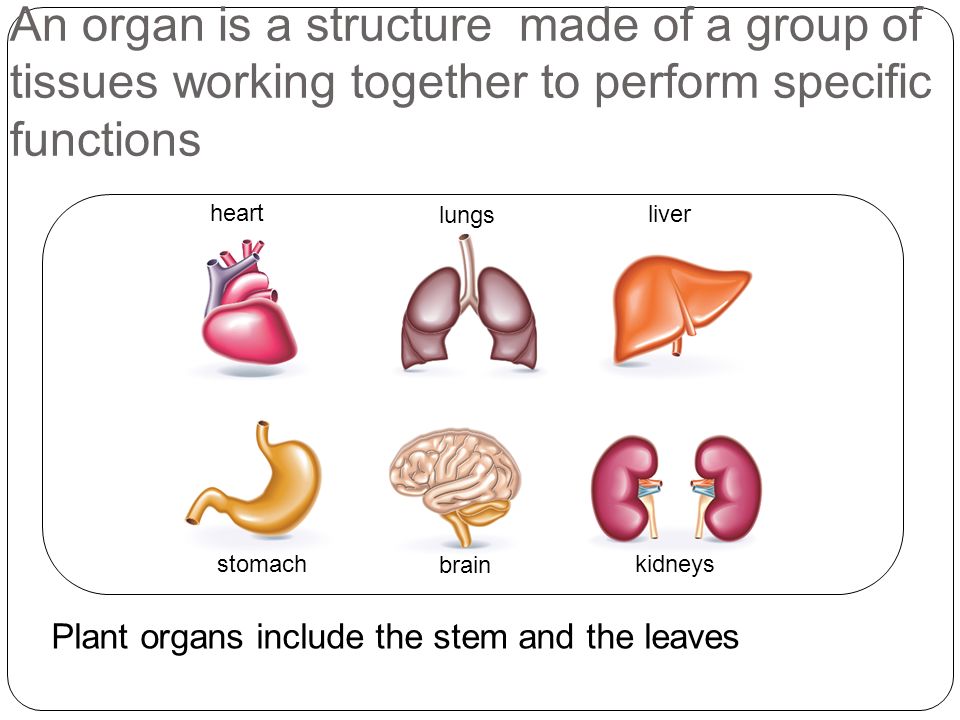 An organ is a structure made of a group of tissues working together to perform specific functions