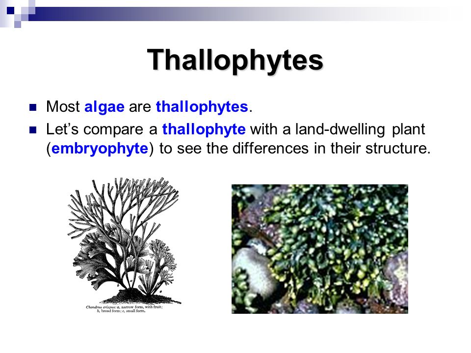 thallophytes plants