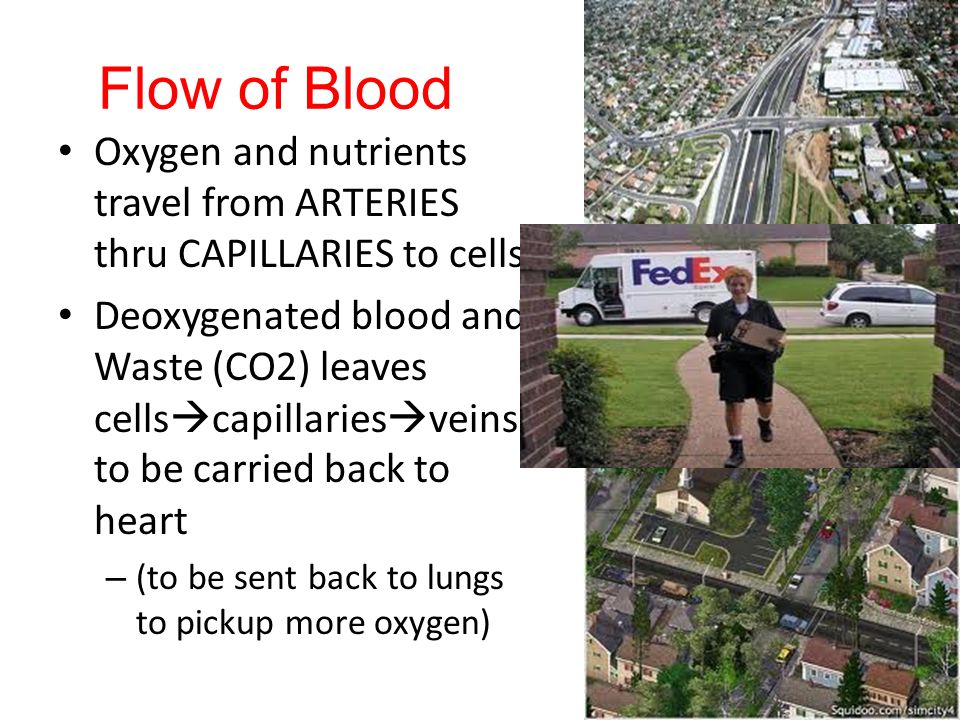 Flow of Blood Oxygen and nutrients travel from ARTERIES thru CAPILLARIES to cells.