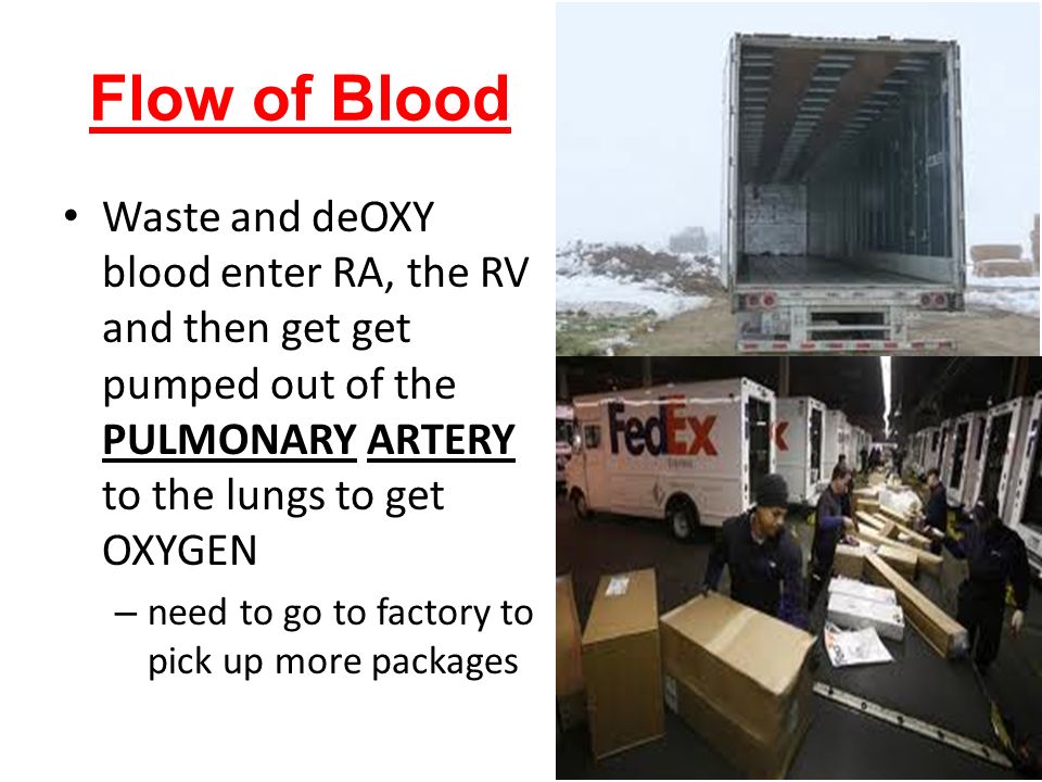 Flow of Blood Waste and deOXY blood enter RA, the RV and then get get pumped out of the PULMONARY ARTERY to the lungs to get OXYGEN.