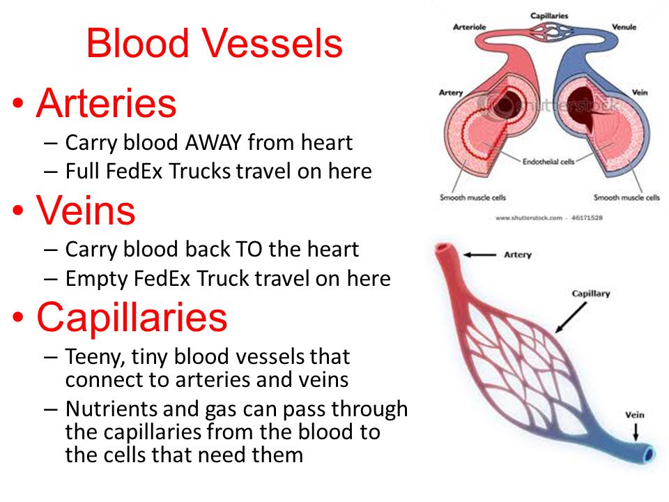 Blood Vessels Arteries Veins Capillaries Carry blood AWAY from heart