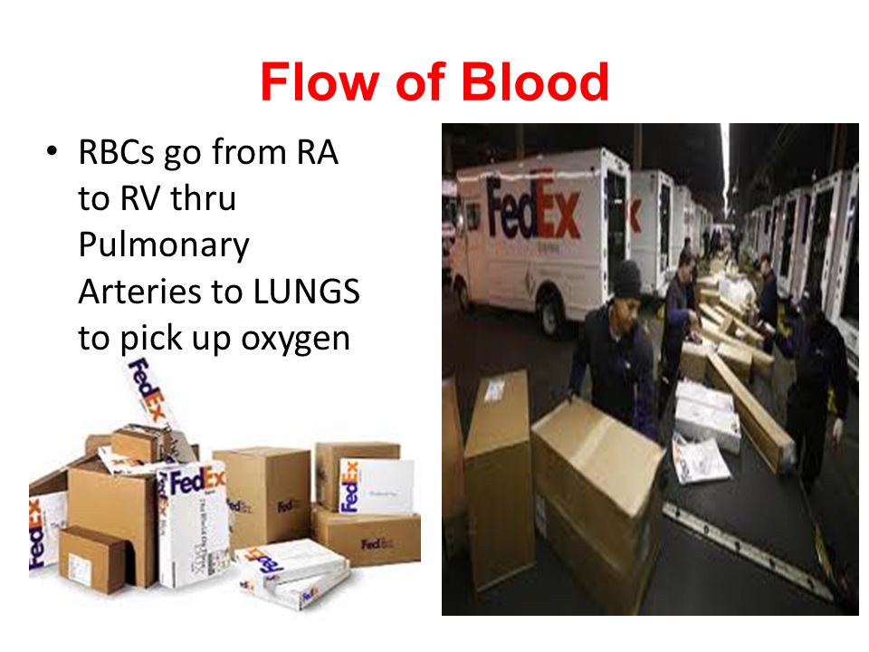 Flow of Blood RBCs go from RA to RV thru Pulmonary Arteries to LUNGS to pick up oxygen