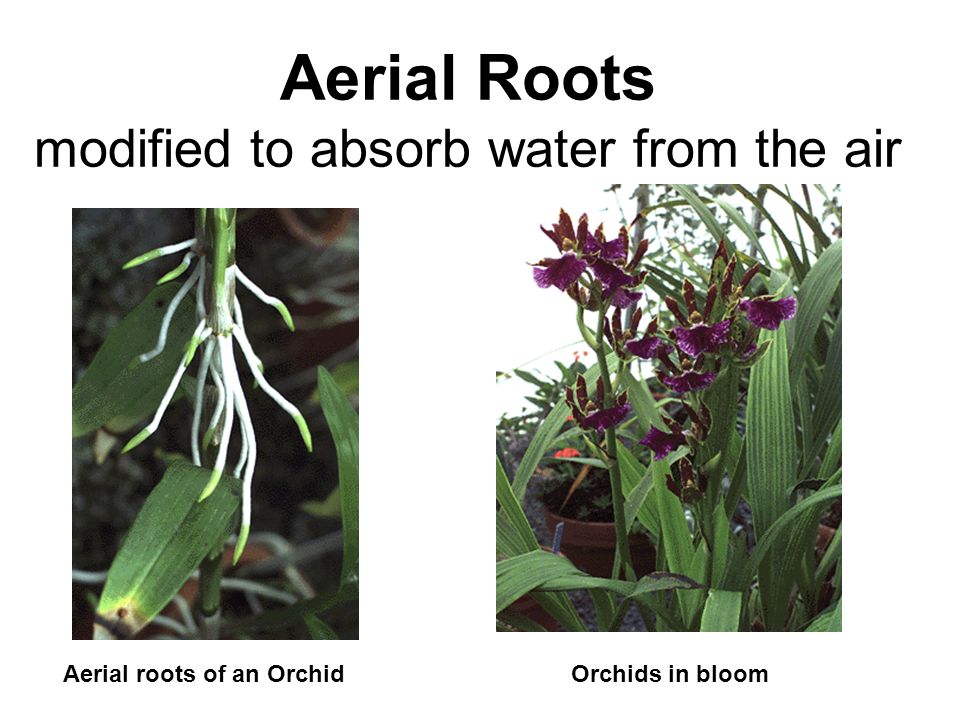 Aerial Roots modified to absorb water from the air