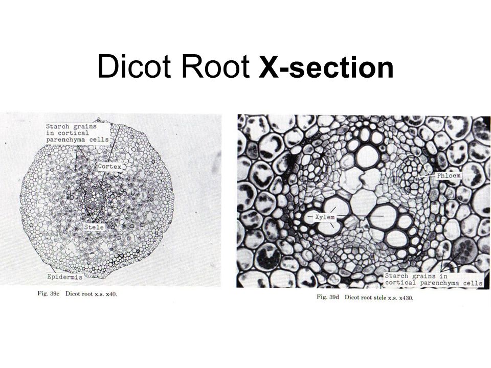 Dicot Root X-section
