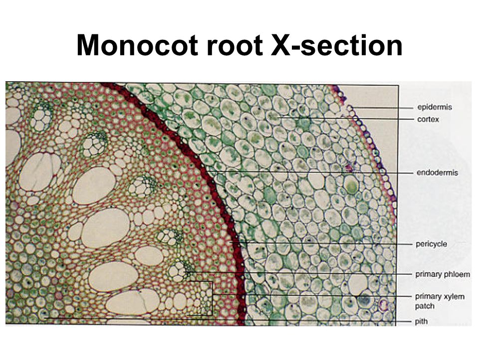 Monocot root X-section