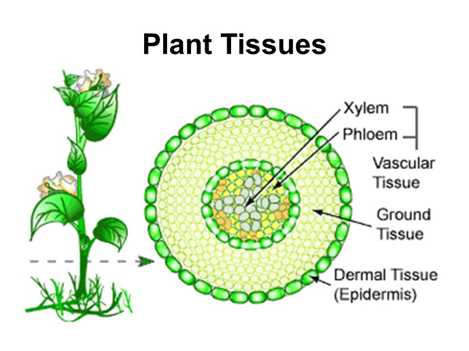 Plant Tissues
