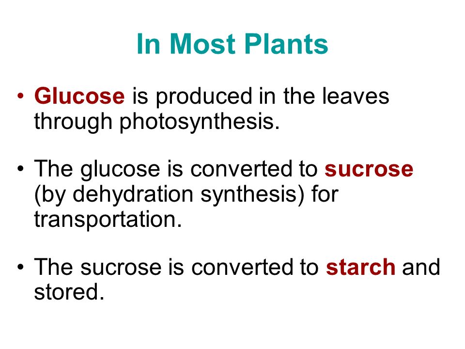 In Most Plants Glucose is produced in the leaves through photosynthesis.
