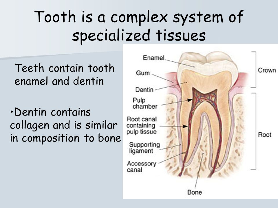 Image result for tooth pathology