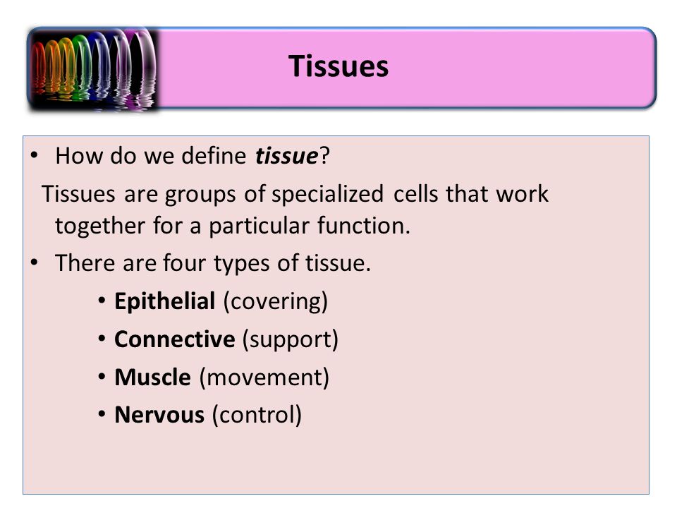 Animal Histology Cells & Tissues - ppt download Animal Histology Cells & Tissues - ppt download