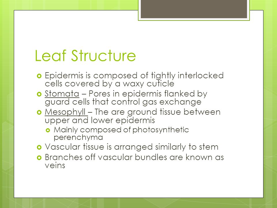 Leaf Structure Epidermis is composed of tightly interlocked cells covered by a waxy cuticle.