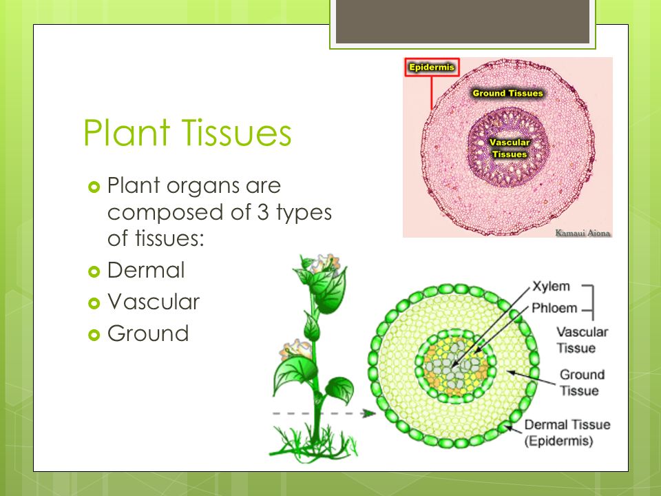 Plant Tissues Plant organs are composed of 3 types of tissues: Dermal