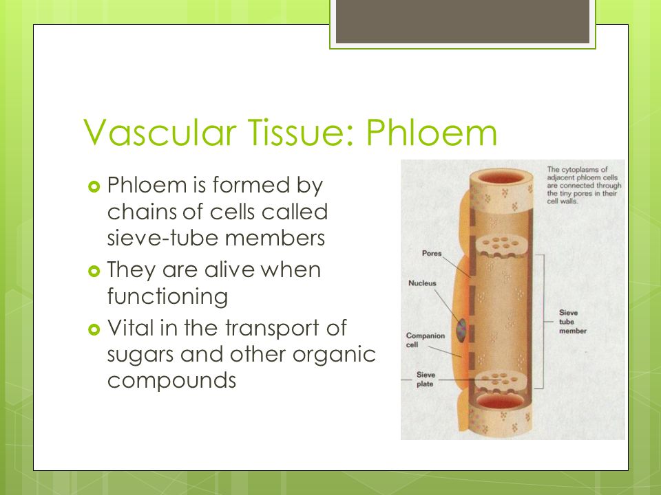Vascular Tissue: Phloem
