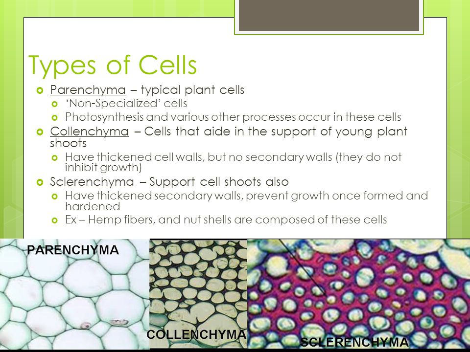 Types of Cells Parenchyma – typical plant cells