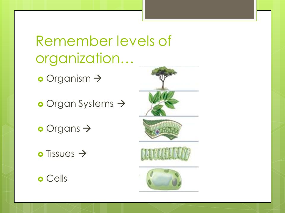 Remember levels of organization…