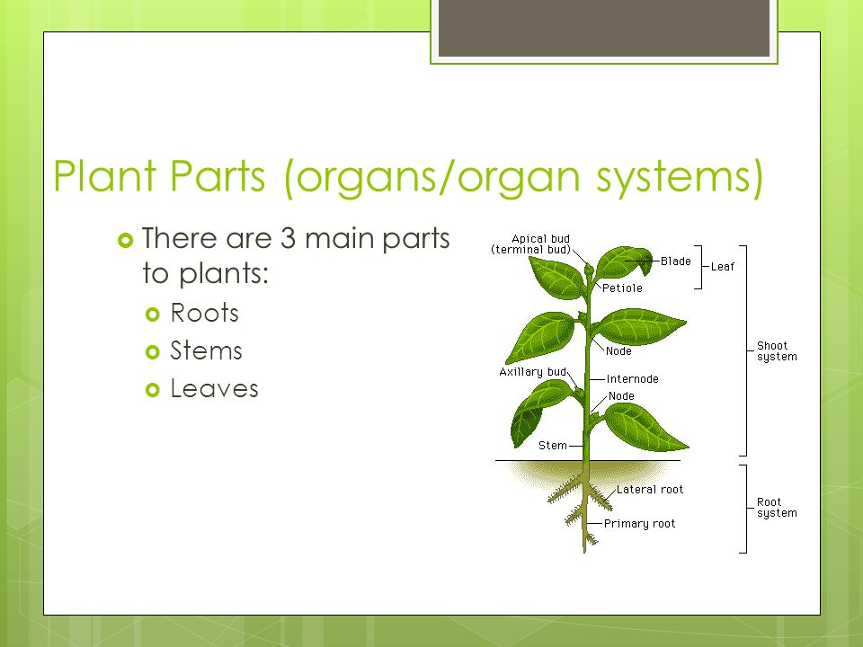 Plant Parts (organs/organ systems)