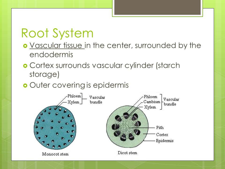 Root System Vascular tissue in the center, surrounded by the endodermis. Cortex surrounds vascular cylinder (starch storage)