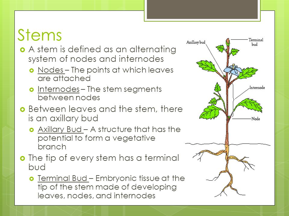 Stems A stem is defined as an alternating system of nodes and internodes. Nodes – The points at which leaves are attached.