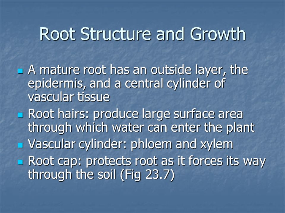 Root Structure and Growth