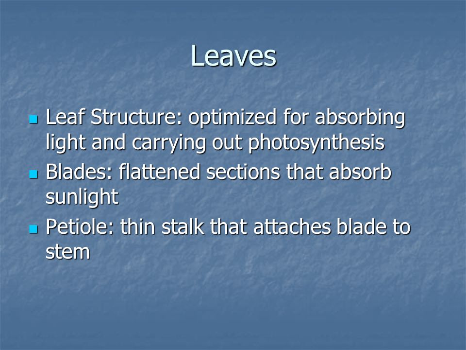 Leaves Leaf Structure: optimized for absorbing light and carrying out photosynthesis. Blades: flattened sections that absorb sunlight.