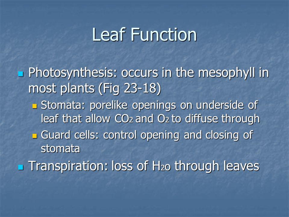 Leaf Function Photosynthesis: occurs in the mesophyll in most plants (Fig 23-18)
