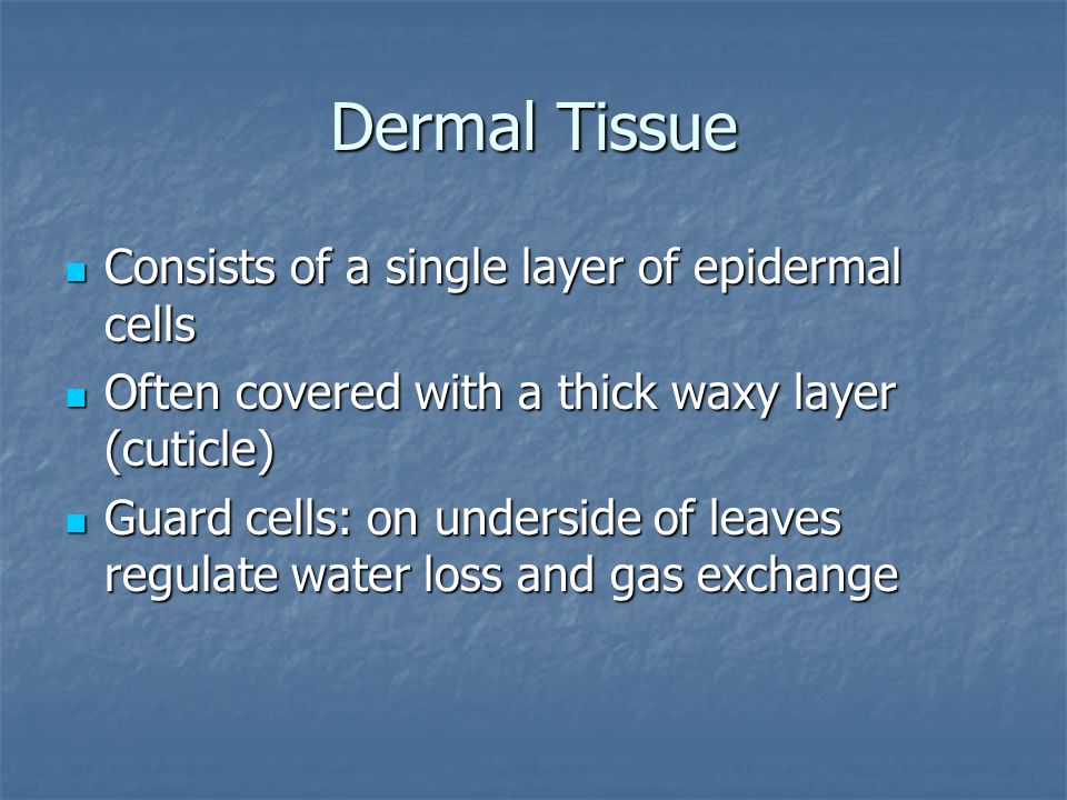 Dermal Tissue Consists of a single layer of epidermal cells