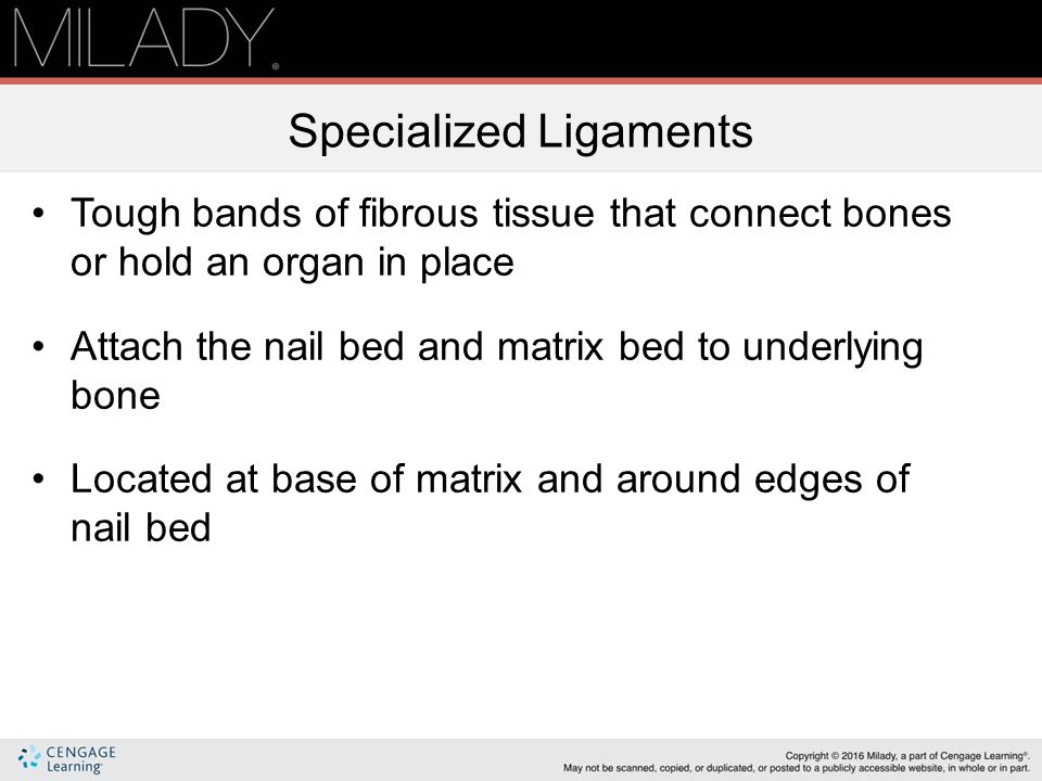 Nail Structure & Growth ppt video online download