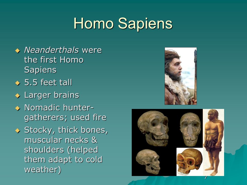 Хомо сапиенс появился в эпоху. Человек разумный (лат. Homo sapiens). Хомо сапиенс первые представители. Предшественник человека разумного (homo sapiens). НОМО sapiens.