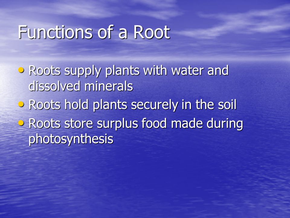 Functions of a Root Roots supply plants with water and dissolved minerals. Roots hold plants securely in the soil.