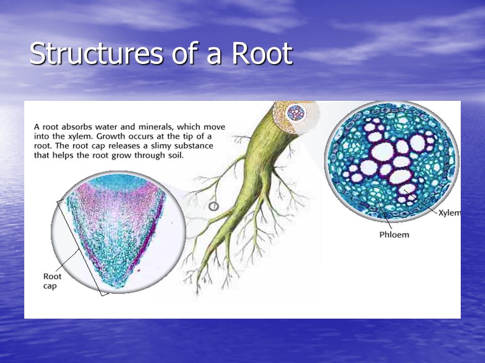 Structures of a Root