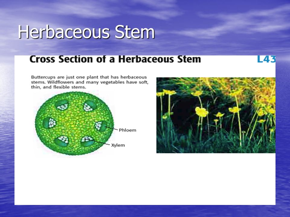 Herbaceous Stem