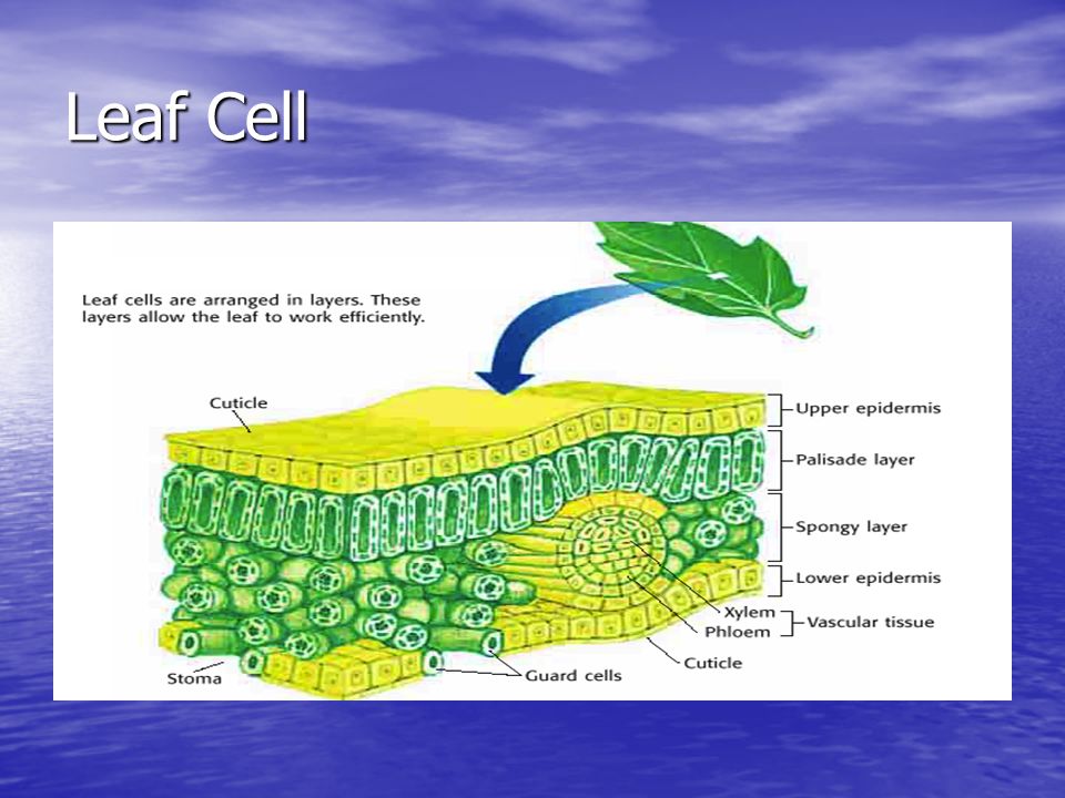 Leaf Cell