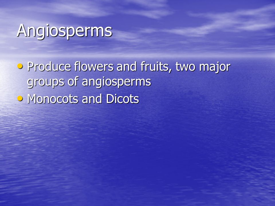Angiosperms Produce flowers and fruits, two major groups of angiosperms Monocots and Dicots