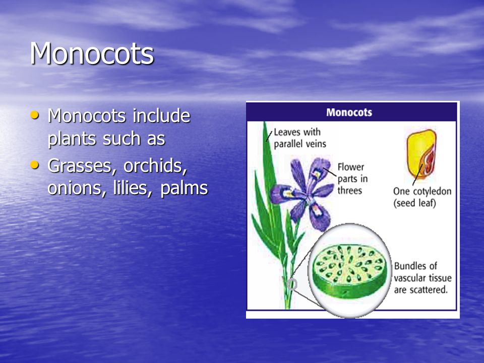 Monocots Monocots include plants such as
