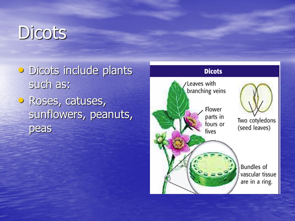 Dicots Dicots include plants such as: