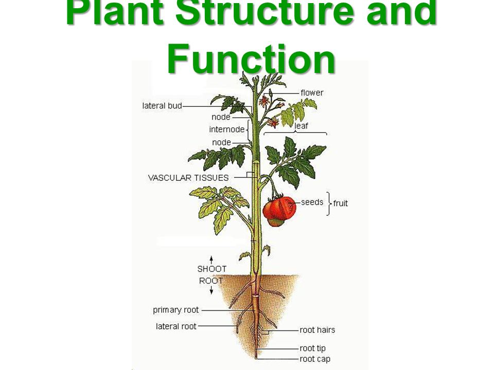 Plant Structure and Function