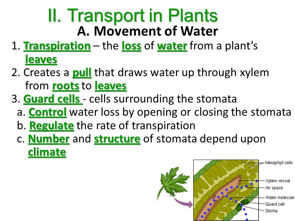 II. Transport in Plants Movement of Water